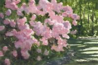 Pink Rhododendron by Ray Ellis