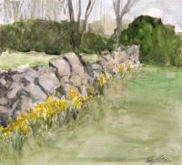 Daffodils against Rock Wall, sketch by Ray Ellis