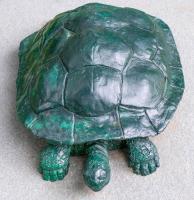 Tortoise by Steve Simmons