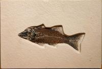 Mioplosus Fish (58-37 million) by Fossils