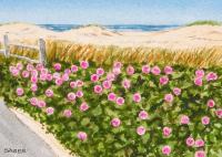 Joseph Sylvia Beach Roses by Scott Sager